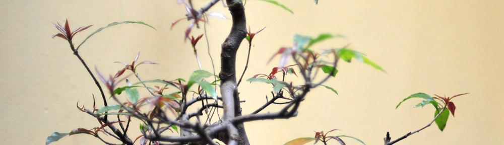 site.organicfruitsandnuts.com Blog